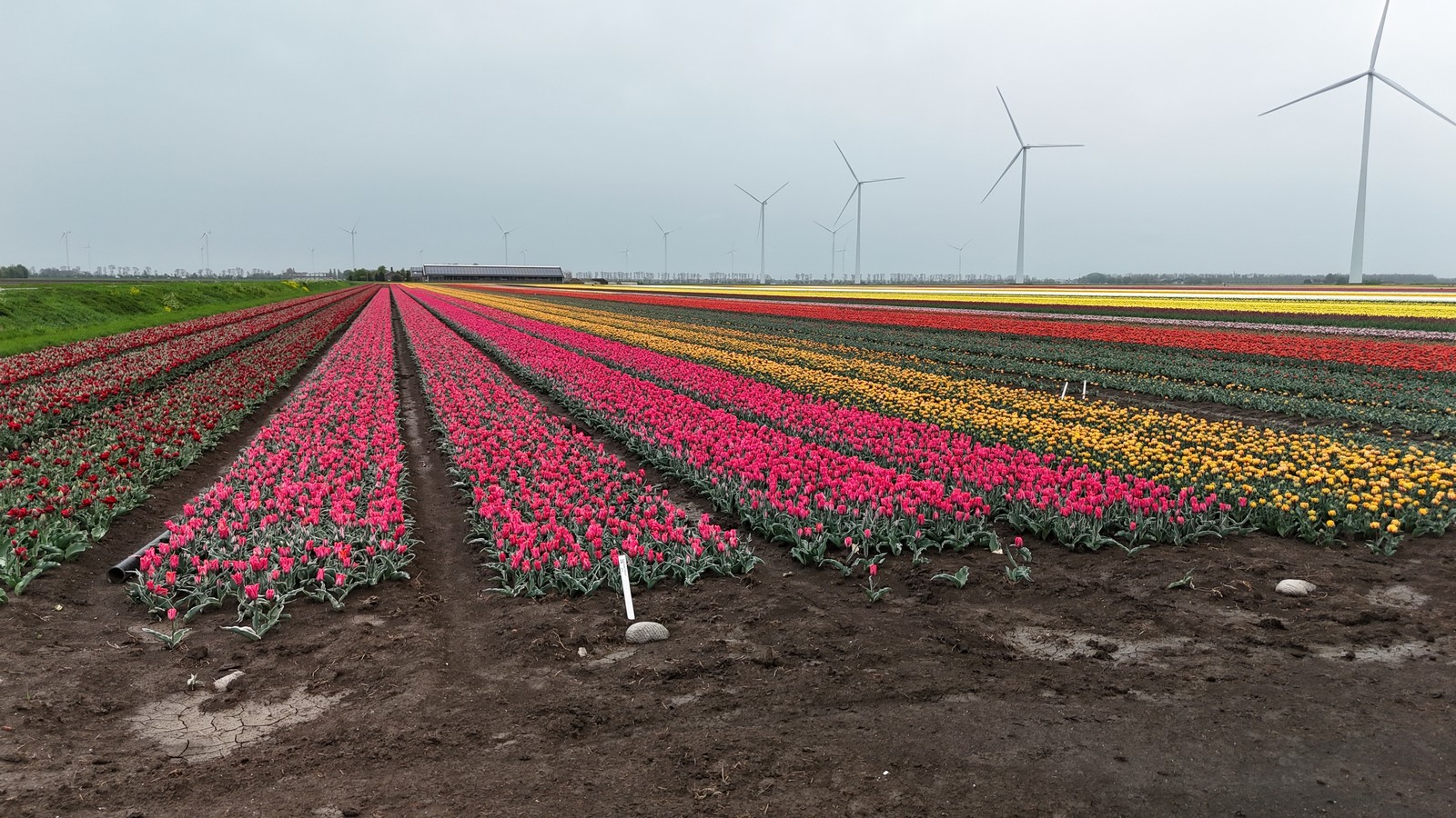 211002 Vliegmiddag Scharwoude IJsselmeerdijk bij De Hulk zaterdag 19 april 2025